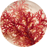 Coral algae
