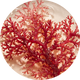 Alga koralowa