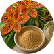 Leopard Lily